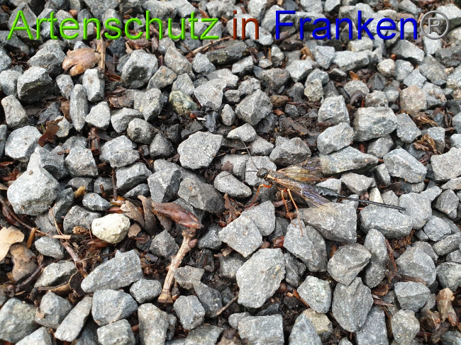 © Artenschutz in Franken® / Jasmin Wegener Bild zum Eintrag (1051259-160)
