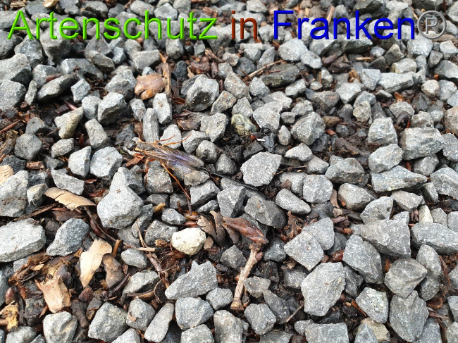 © Artenschutz in Franken® / Jasmin Wegener Bild zum Eintrag (1051260-160)