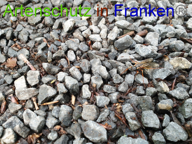 © Artenschutz in Franken® / Jasmin Wegener Bild zum Eintrag (1051261-160)