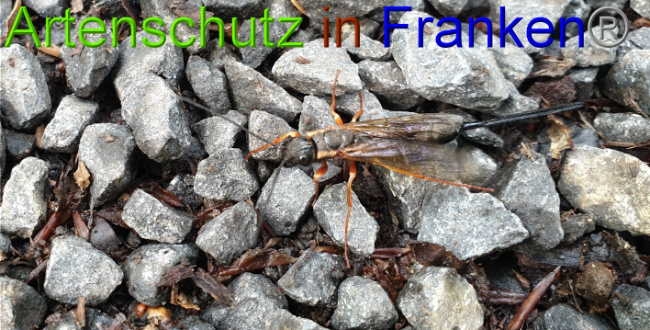 © Artenschutz in Franken® / Jasmin Wegener Bild zum Eintrag (1051263-160)