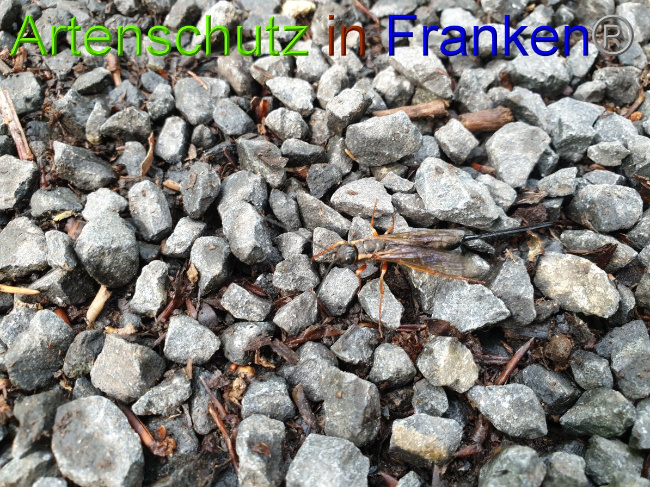 © Artenschutz in Franken® / Jasmin Wegener Bild zum Eintrag (1051264-160)