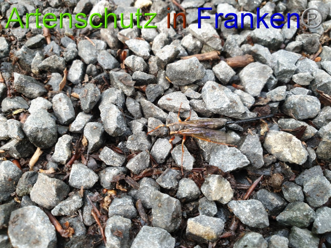 © Artenschutz in Franken® / Jasmin Wegener Bild zum Eintrag (1051265-160)