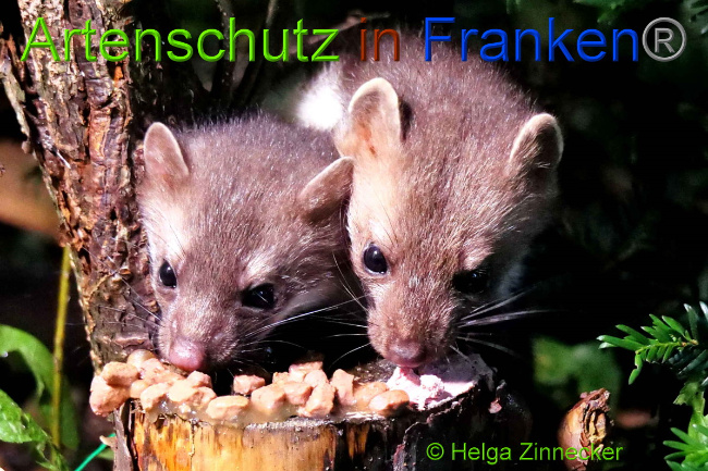 © Artenschutz in Franken® / Helga Zinnecker Bild zum Eintrag (1051531-160)