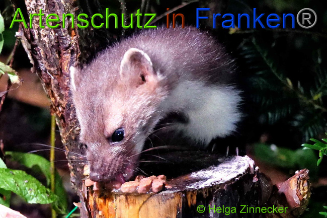 © Artenschutz in Franken® / Helga Zinnecker Bild zum Eintrag (1051532-160)