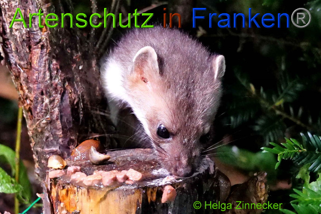 © Artenschutz in Franken® / Helga Zinnecker Bild zum Eintrag (1051533-160)