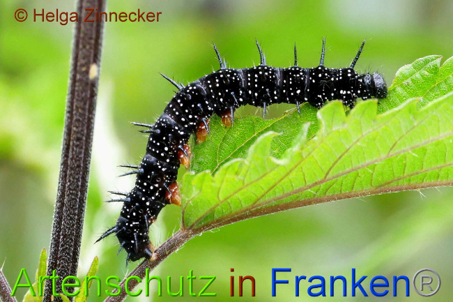© Artenschutz in Franken® / Helga Zinnecker Bild zum Eintrag (1051705-160)