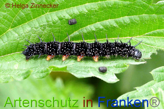 © Artenschutz in Franken® / Helga Zinnecker Bild zum Eintrag (1051706-160)