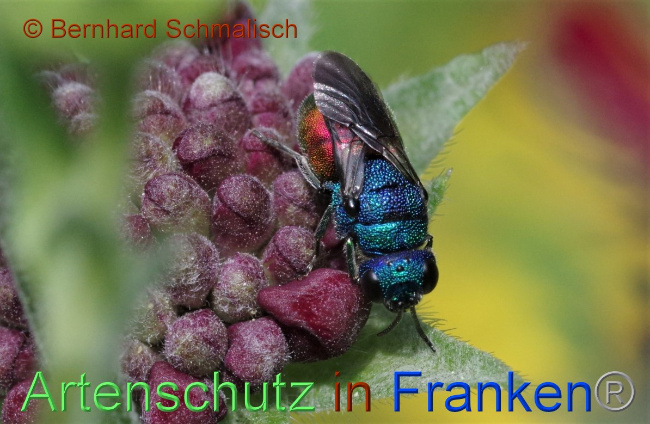 © Artenschutz in Franken® / Bernhard Schmalisch Bild zum Eintrag (1051745-160)