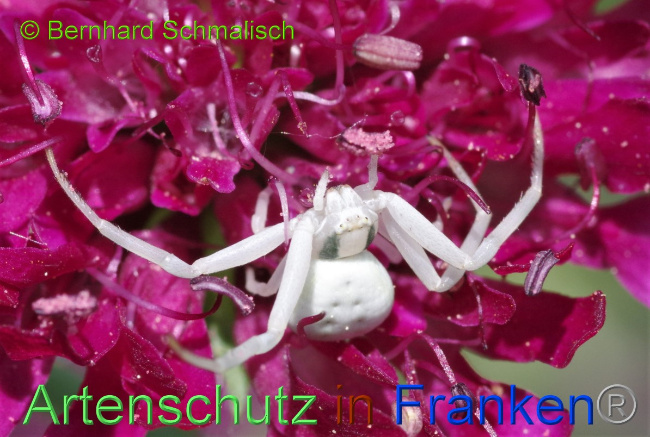 © Artenschutz in Franken® / Bernhard Schmalisch Bild zum Eintrag (1051807-160)