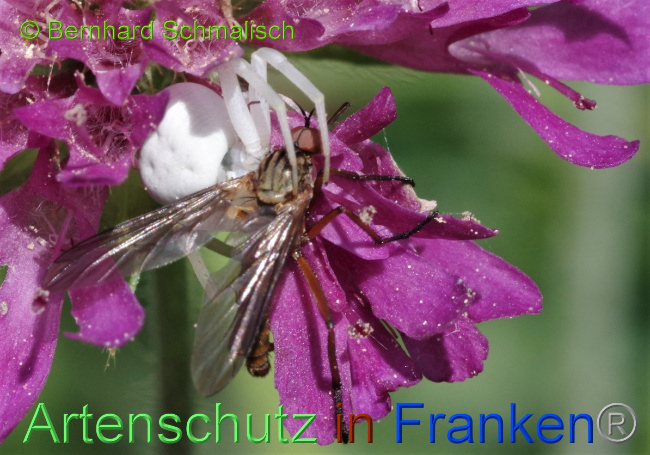 © Artenschutz in Franken® / Bernhard Schmalisch Bild zum Eintrag (1051808-160)