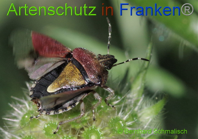 © Artenschutz in Franken® / Bernhard Schmalisch Bild zum Eintrag (1051856-160)