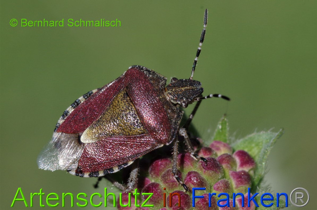 © Artenschutz in Franken® / Bernhard Schmalisch Bild zum Eintrag (1051857-160)