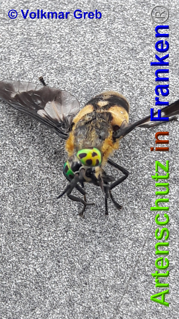 © Artenschutz in Franken® / Volkmar Greb Bild zum Eintrag (1051900-160)