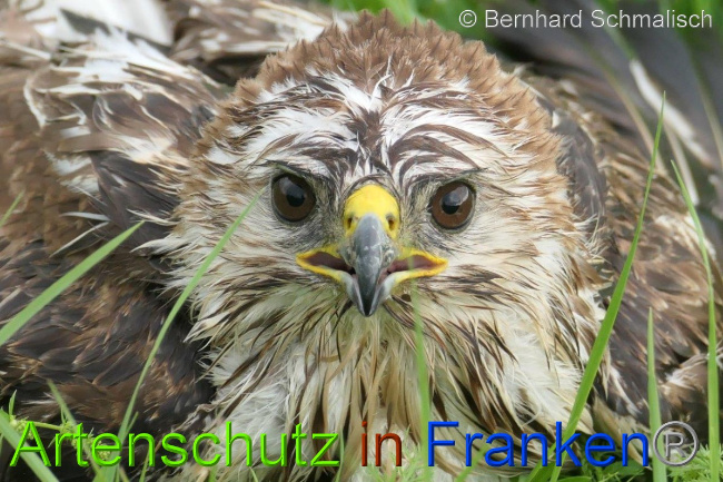 © Artenschutz in Franken® / Bernhard Schmalisch Bild zum Eintrag (1052071-160)