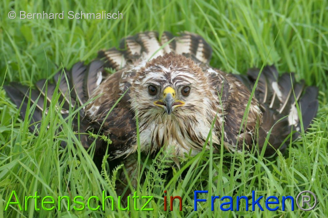 © Artenschutz in Franken® / Bernhard Schmalisch Bild zum Eintrag (1052072-160)