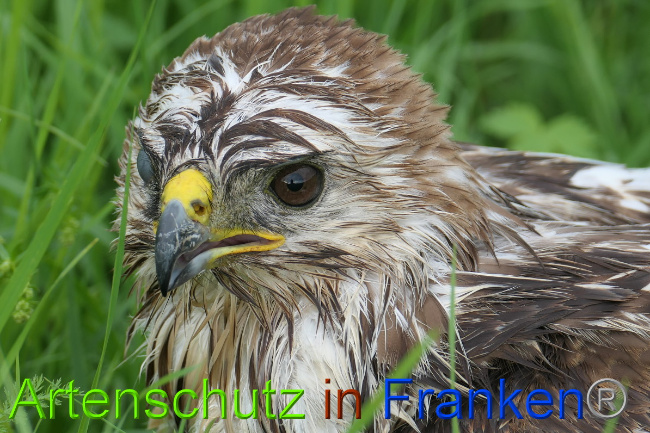 © Artenschutz in Franken® / Bernhard Schmalisch Bild zum Eintrag (1052073-160)
