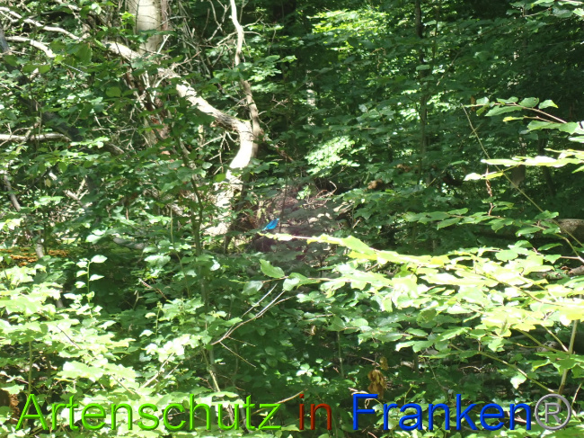 © Artenschutz in Franken® Bild zum Eintrag (1052091-160)