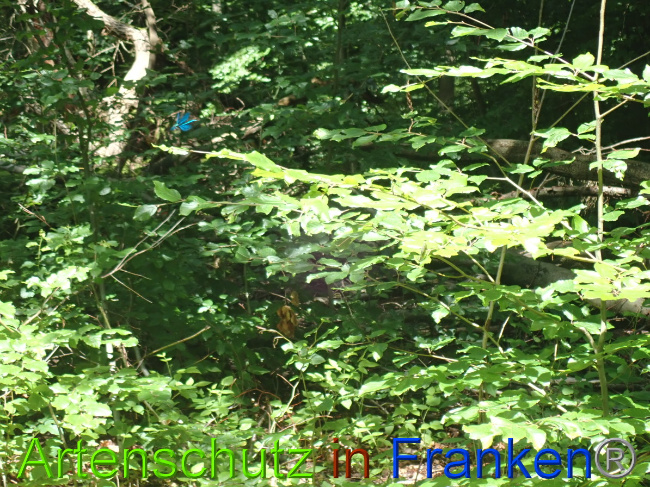 © Artenschutz in Franken® Bild zum Eintrag (1052092-160)