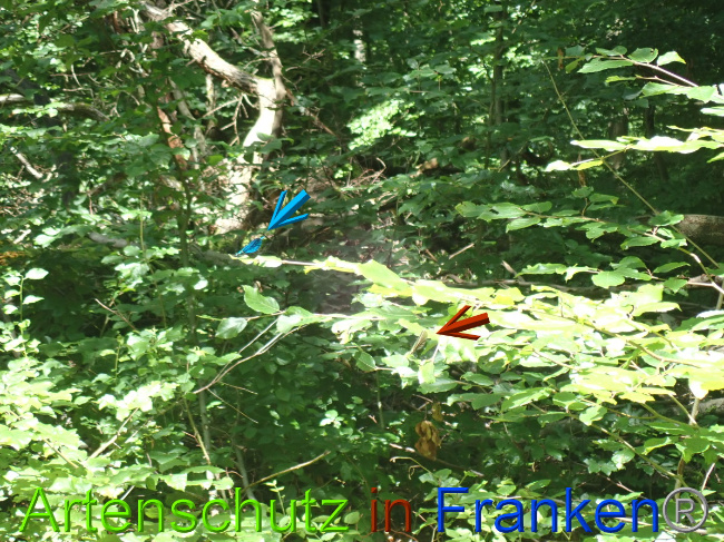 © Artenschutz in Franken® Bild zum Eintrag (1052094-160)