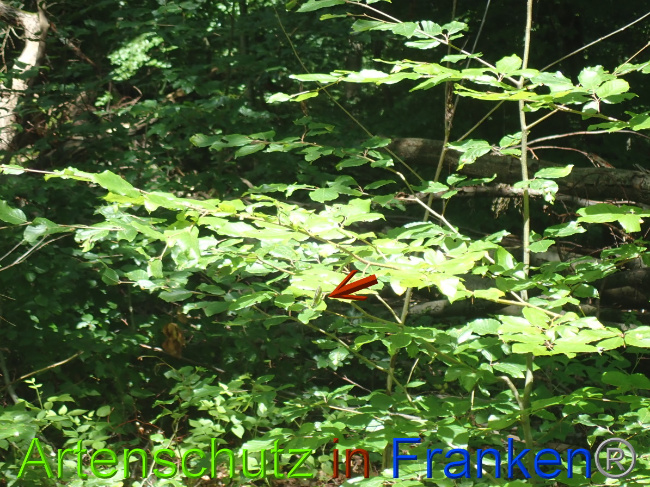 © Artenschutz in Franken® Bild zum Eintrag (1052095-160)