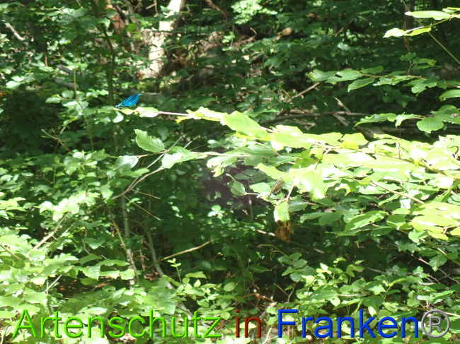 © Artenschutz in Franken® Bild zum Eintrag (1052096-160)