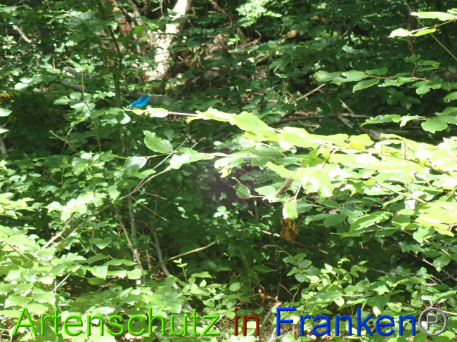 © Artenschutz in Franken® Bild zum Eintrag (1052098-160)