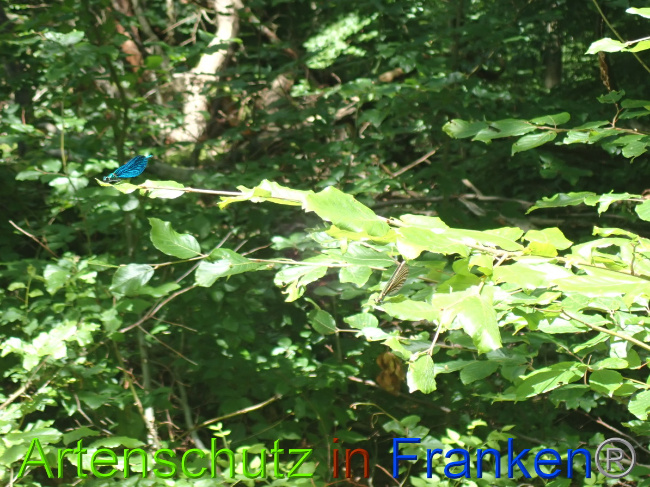 © Artenschutz in Franken® Bild zum Eintrag (1052099-160)