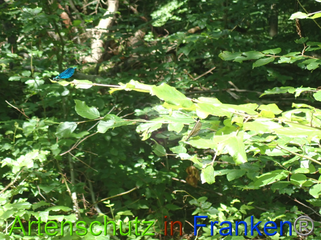 © Artenschutz in Franken® Bild zum Eintrag (1052100-160)