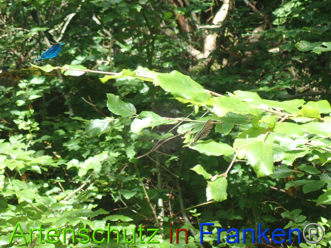 © Artenschutz in Franken® Bild zum Eintrag (1052104-160)