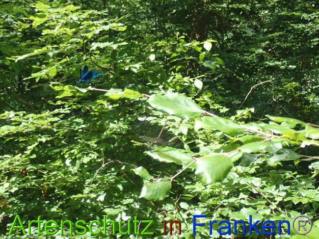 © Artenschutz in Franken® Bild zum Eintrag (1052119-160)