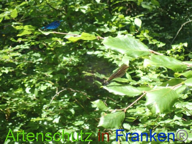 © Artenschutz in Franken® Bild zum Eintrag (1052122-160)