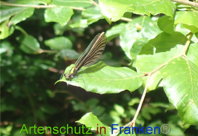 © Artenschutz in Franken® Bild zum Eintrag (1052128-160)