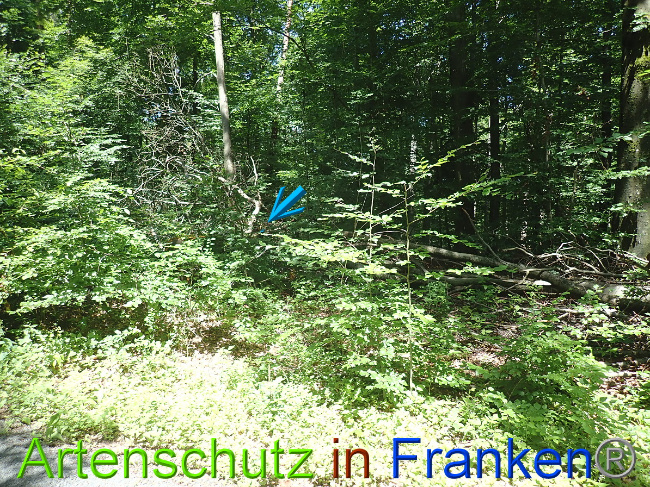 © Artenschutz in Franken® Bild zum Eintrag (1052130-160)