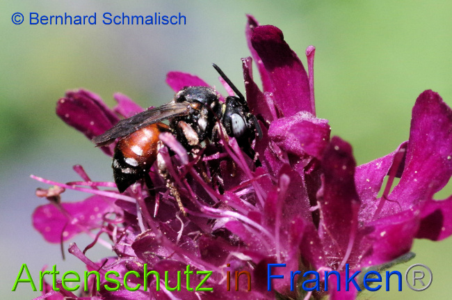 © Artenschutz in Franken® / Bernhard Schmalisch Bild zum Eintrag (1052385-160)