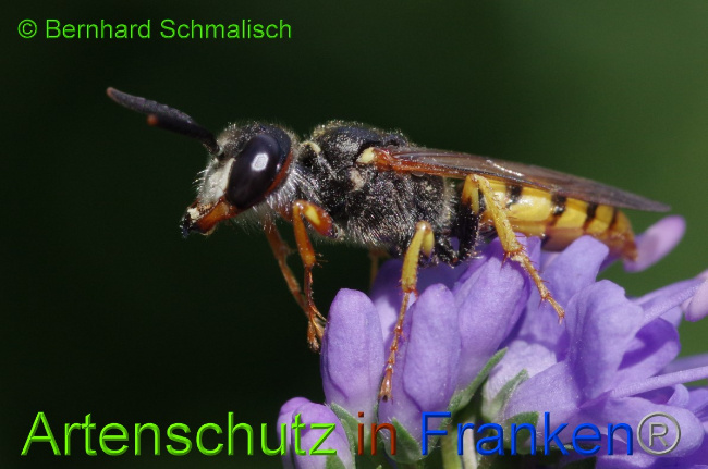 © Artenschutz in Franken® / Bernhard Schmalisch Bild zum Eintrag (1052386-160)