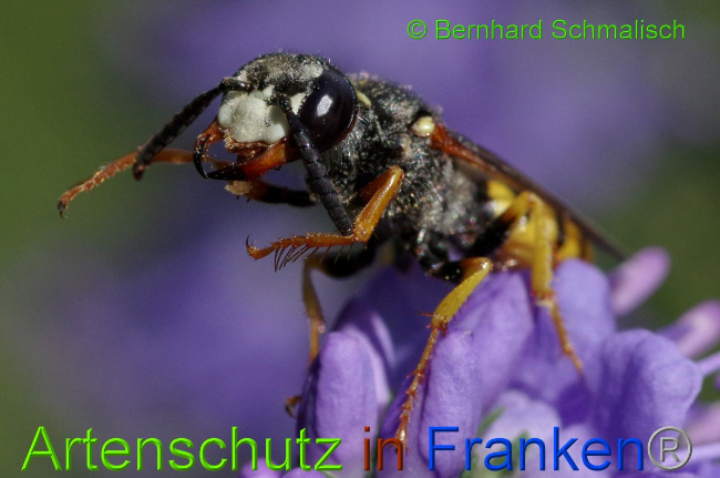 © Artenschutz in Franken® / Bernhard Schmalisch Bild zum Eintrag (1052387-160)