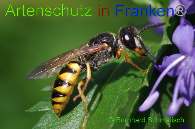 © Artenschutz in Franken® / Bernhard Schmalisch Bild zum Eintrag (1052388-160)