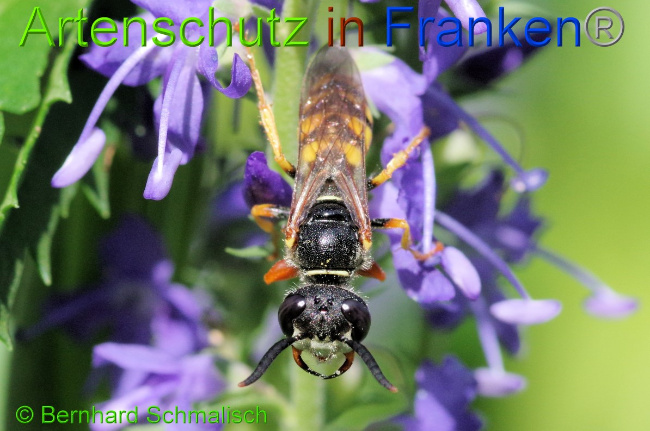 © Artenschutz in Franken® / Bernhard Schmalisch Bild zum Eintrag (1052389-160)