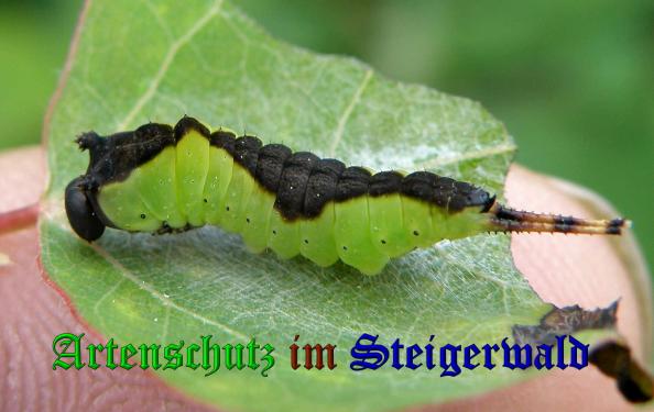 Copyright AiS- Albert Meier Bild zum Eintrag (1052488-160)