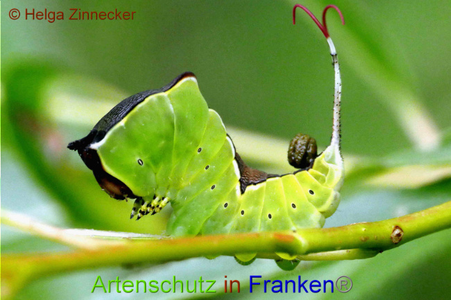 © Artenschutz in Franken® / Helga Zinnecker Bild zum Eintrag (1052490-160)
