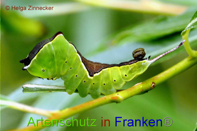 © Artenschutz in Franken® / Helga Zinnecker Bild zum Eintrag (1052491-160)