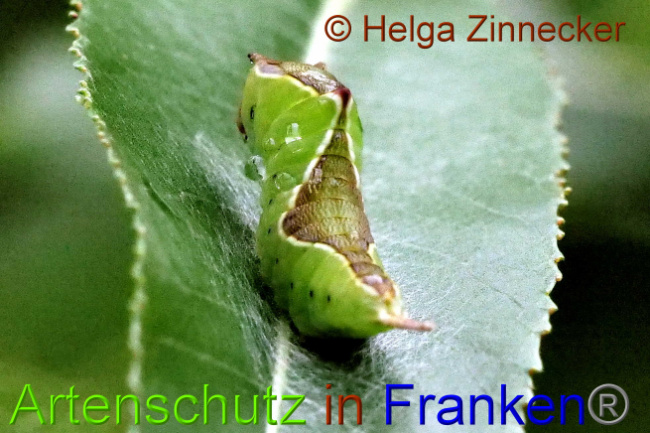 © Artenschutz in Franken® / Helga Zinnecker Bild zum Eintrag (1052493-160)