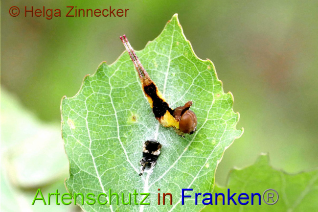 © Artenschutz in Franken® / Helga Zinnecker Bild zum Eintrag (1052494-160)