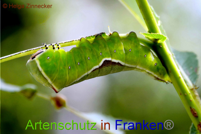 © Artenschutz in Franken® / Helga Zinnecker Bild zum Eintrag (1052495-160)