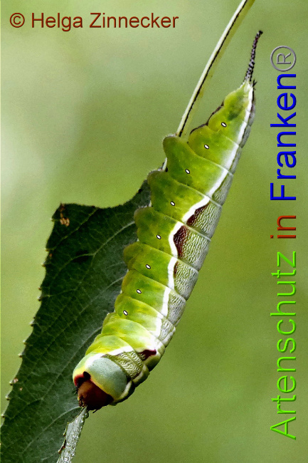 © Artenschutz in Franken® / Helga Zinnecker Bild zum Eintrag (1052497-160)