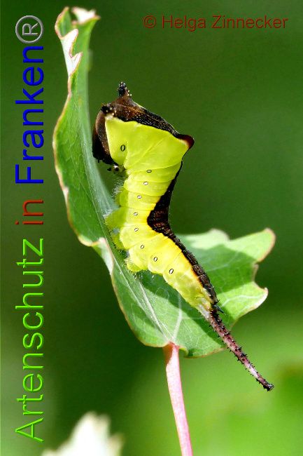 © Artenschutz in Franken® / Helga Zinnecker Bild zum Eintrag (1052498-160)