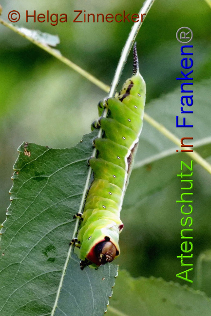© Artenschutz in Franken® / Helga Zinnecker Bild zum Eintrag (1052501-160)