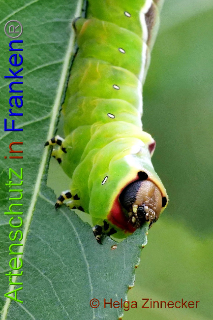 © Artenschutz in Franken® / Helga Zinnecker Bild zum Eintrag (1052502-160)