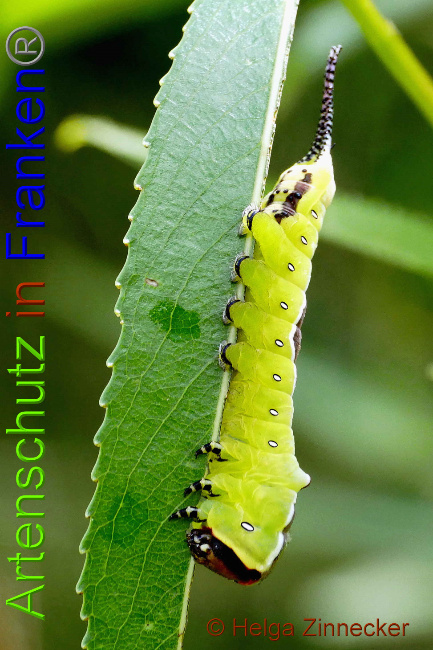 © Artenschutz in Franken® / Helga Zinnecker Bild zum Eintrag (1052503-160)