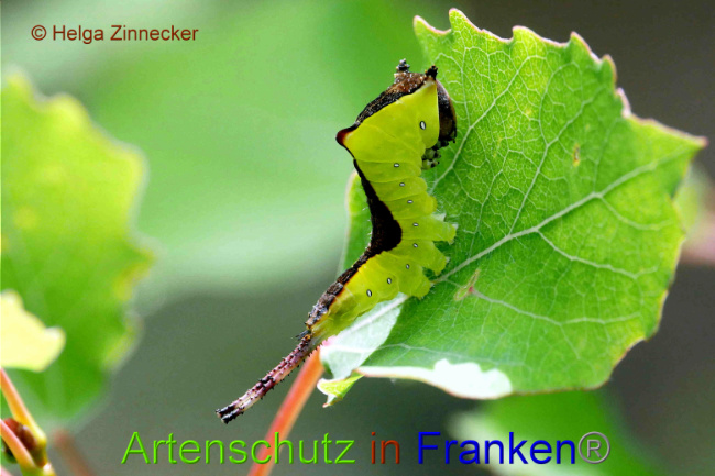 © Artenschutz in Franken® / Helga Zinnecker Bild zum Eintrag (1052504-160)